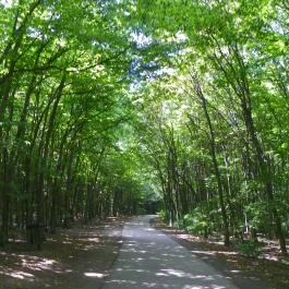 Budakeszi Vadaspark Budakeszi - Egyéb