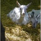 Budakeszi Vadaspark Budakeszi - 