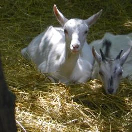 Budakeszi Vadaspark Budakeszi - Egyéb