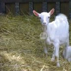 Budakeszi Vadaspark Budakeszi - 