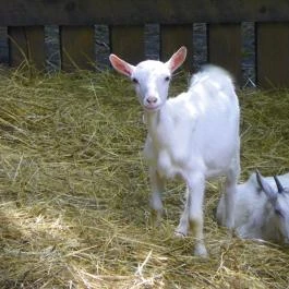 Budakeszi Vadaspark Budakeszi - Egyéb