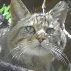 Budakeszi Vadaspark Budakeszi - 