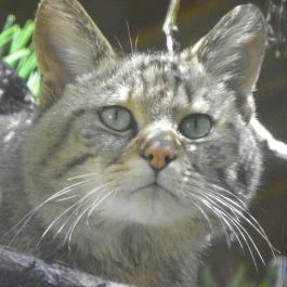 Budakeszi Vadaspark Budakeszi - Egyéb