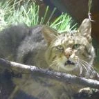 Budakeszi Vadaspark Budakeszi - 