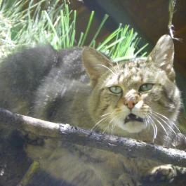 Budakeszi Vadaspark Budakeszi - Egyéb