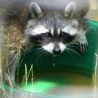 Budakeszi Vadaspark Budakeszi - 