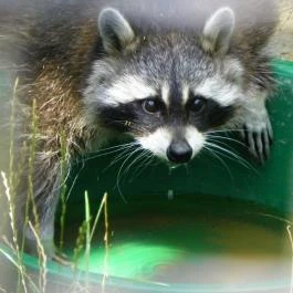 Budakeszi Vadaspark Budakeszi - Egyéb