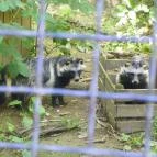 Budakeszi Vadaspark Budakeszi - 