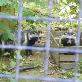 Budakeszi Vadaspark Budakeszi - Egyéb