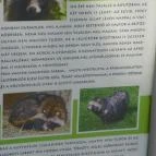 Budakeszi Vadaspark Budakeszi - 