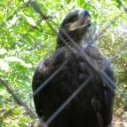 Budakeszi Vadaspark Budakeszi - 