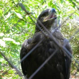 Budakeszi Vadaspark Budakeszi - Egyéb