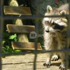 Budakeszi Vadaspark Budakeszi - 