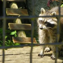 Budakeszi Vadaspark Budakeszi - Egyéb