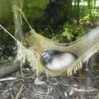 Budakeszi Vadaspark Budakeszi - 