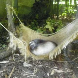 Budakeszi Vadaspark Budakeszi - Egyéb