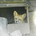 Budakeszi Vadaspark Budakeszi - 