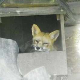 Budakeszi Vadaspark Budakeszi - Egyéb