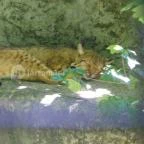 Budakeszi Vadaspark Budakeszi - 