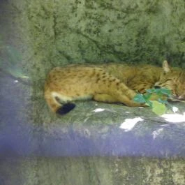 Budakeszi Vadaspark Budakeszi - Egyéb