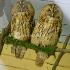 Budakeszi Vadaspark Budakeszi - 