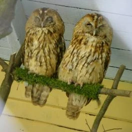 Budakeszi Vadaspark Budakeszi - Egyéb