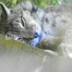 Budakeszi Vadaspark Budakeszi - 