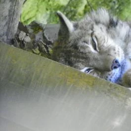 Budakeszi Vadaspark Budakeszi - Egyéb