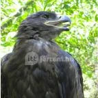 Budakeszi Vadaspark Budakeszi - 