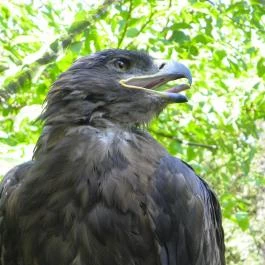 Budakeszi Vadaspark Budakeszi - Egyéb