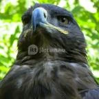 Budakeszi Vadaspark Budakeszi - 