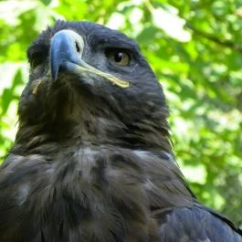 Budakeszi Vadaspark Budakeszi - Egyéb