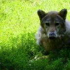 Budakeszi Vadaspark Budakeszi - 