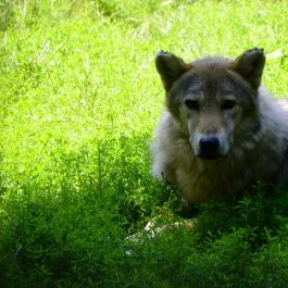 Budakeszi Vadaspark Budakeszi - Egyéb