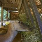 Budakeszi Vadaspark Budakeszi - 