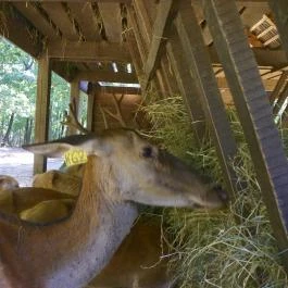 Budakeszi Vadaspark Budakeszi - Egyéb