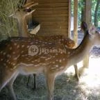 Budakeszi Vadaspark Budakeszi - 