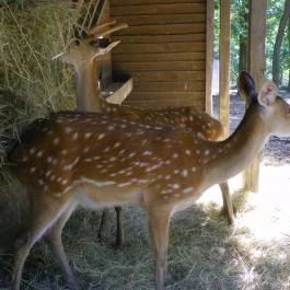 Budakeszi Vadaspark Budakeszi - Egyéb