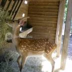 Budakeszi Vadaspark Budakeszi - 