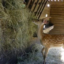 Budakeszi Vadaspark Budakeszi - Egyéb