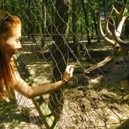 Budakeszi Vadaspark Budakeszi - Egyéb