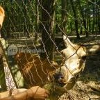 Budakeszi Vadaspark Budakeszi - 