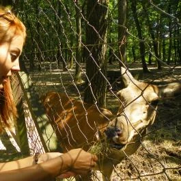 Budakeszi Vadaspark Budakeszi - Egyéb