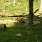 Budakeszi Vadaspark Budakeszi - 