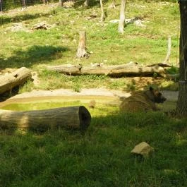 Budakeszi Vadaspark Budakeszi - Egyéb