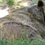 Budakeszi Vadaspark Budakeszi - 