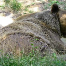 Budakeszi Vadaspark Budakeszi - Egyéb