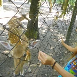 Budakeszi Vadaspark Budakeszi - Egyéb