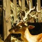 Budakeszi Vadaspark Budakeszi - 