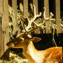 Budakeszi Vadaspark Budakeszi - Egyéb